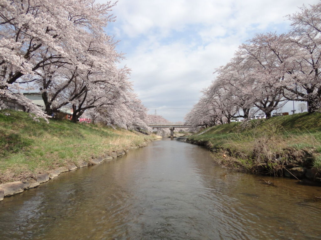 桜並木