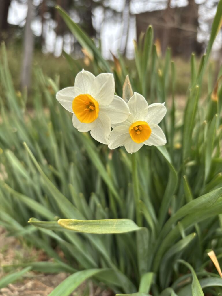 白いスイセンのお花の写真