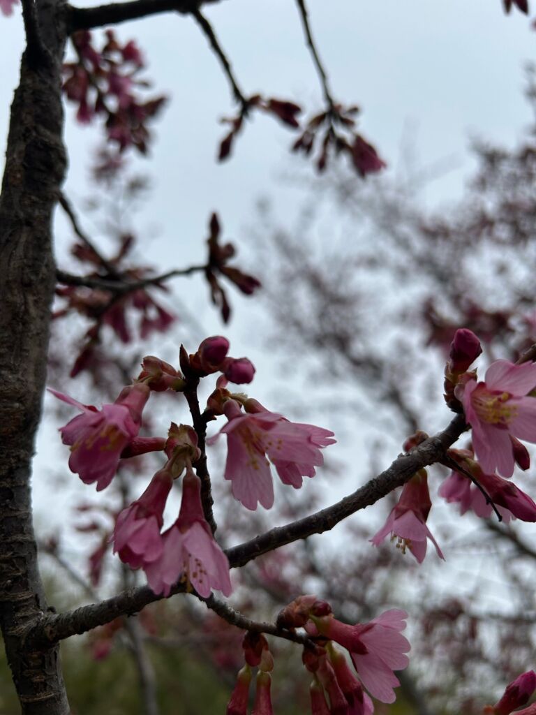 早咲きの桜の花びらの写真